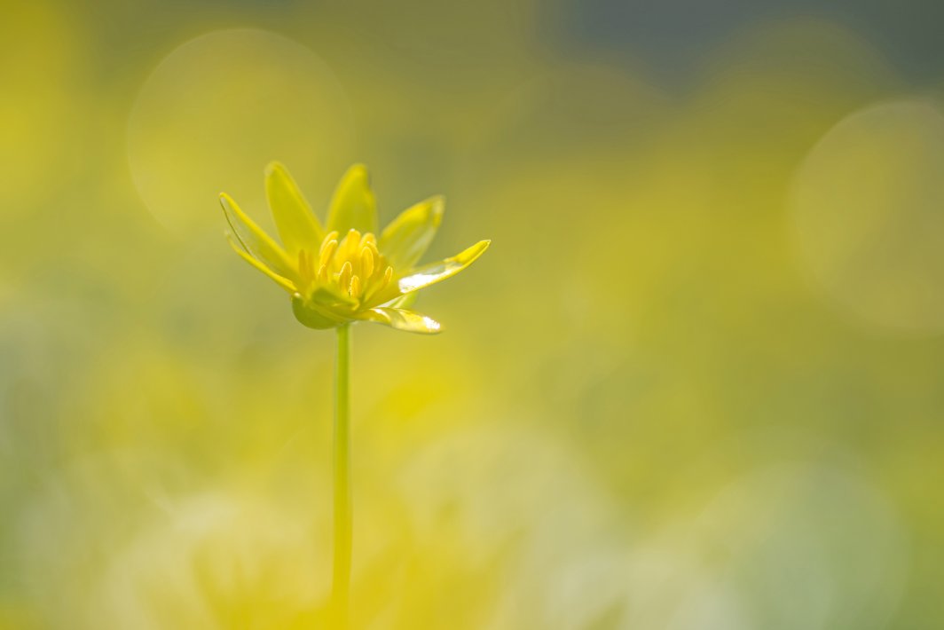 NIS_00092153