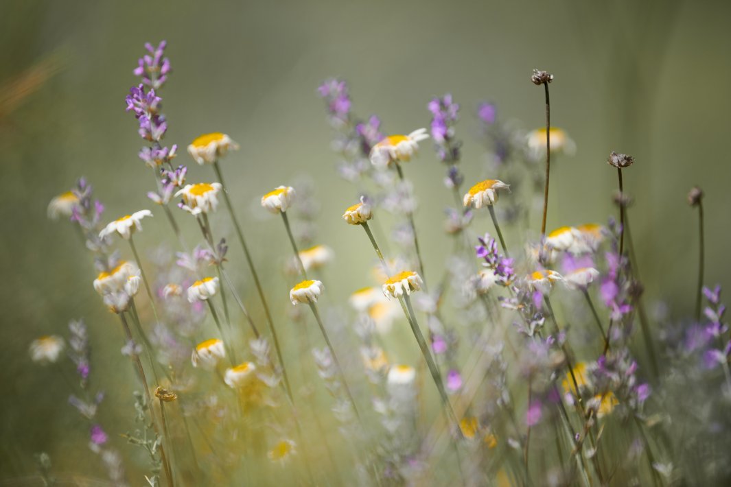 Veldbloemen.jpg