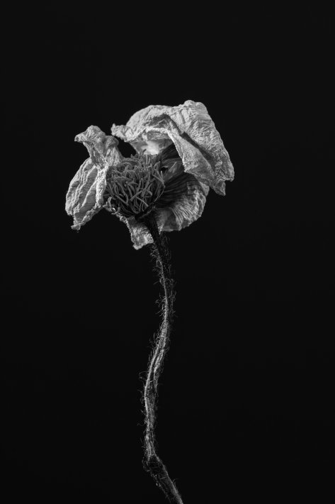 Mooie-opgedroogde-bloem-als-stilleven-in-zwart-wit.jpg