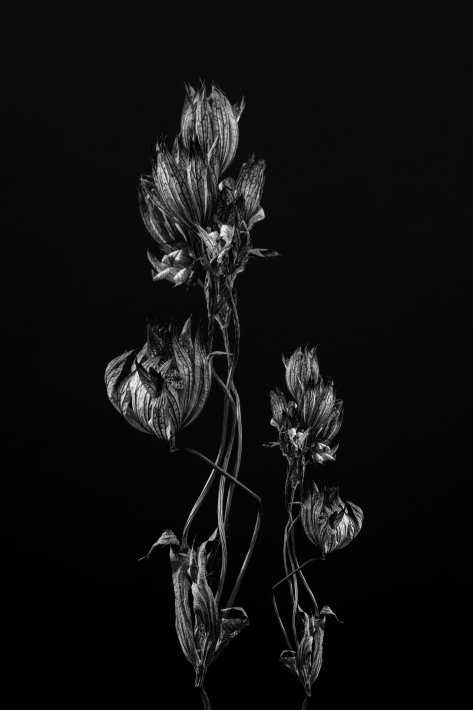 stilleven-opgedroogde-bloem-kunstwerk-in-zwart-wit.jpg