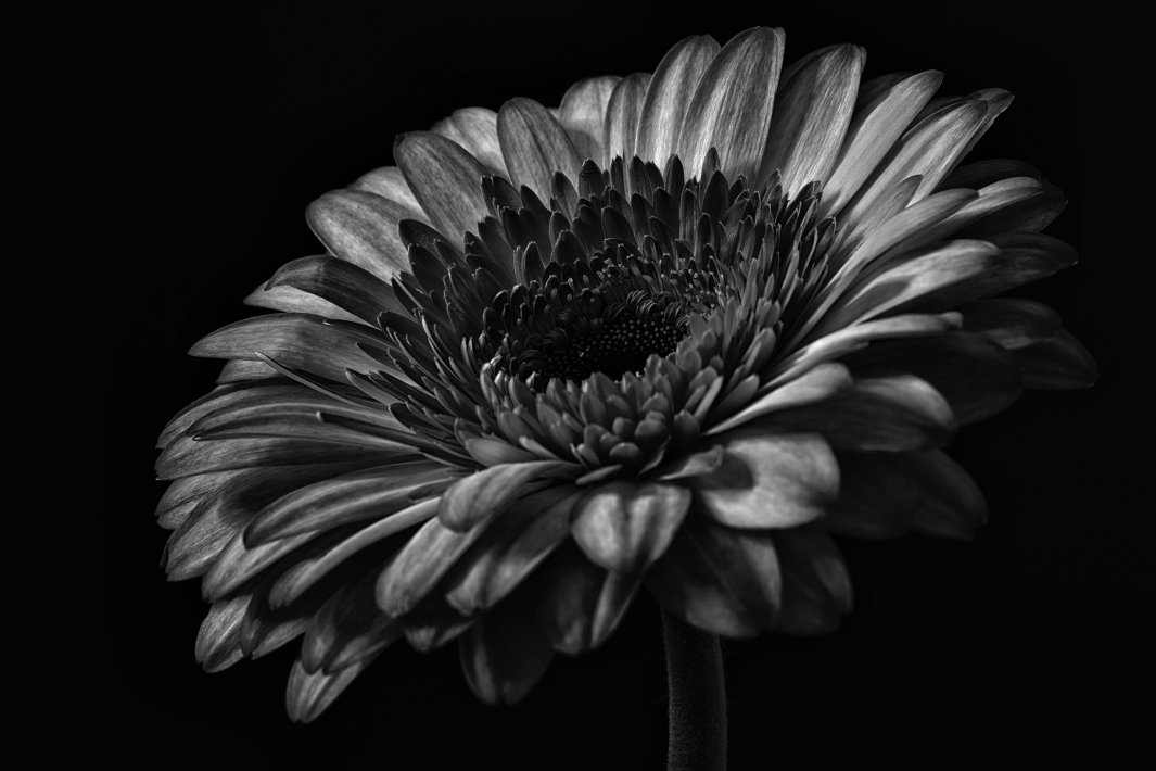 bloem-2-g-zwart-wit.jpg