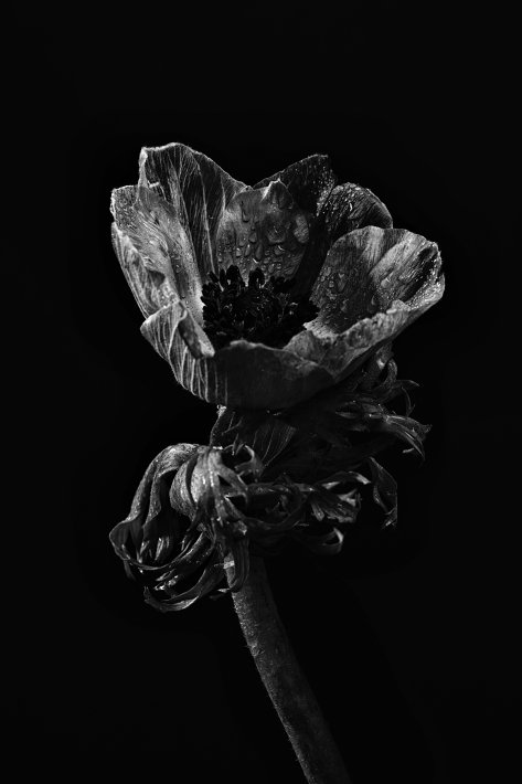 bloem-9-g-zwart-wit.jpg
