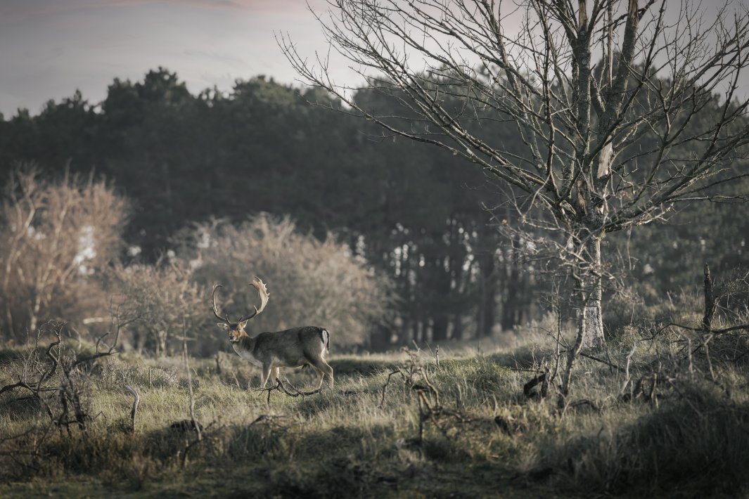 A-deer-with-beautiful-antlers-in-a-Dutch-landscape.jpg