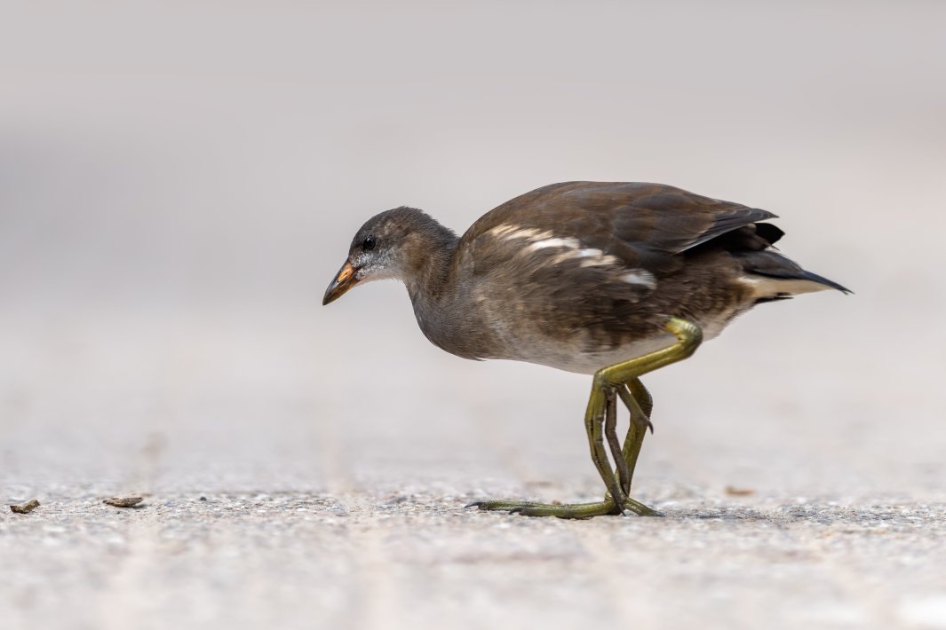 a-small-bird-walks-on-the-road.jpg