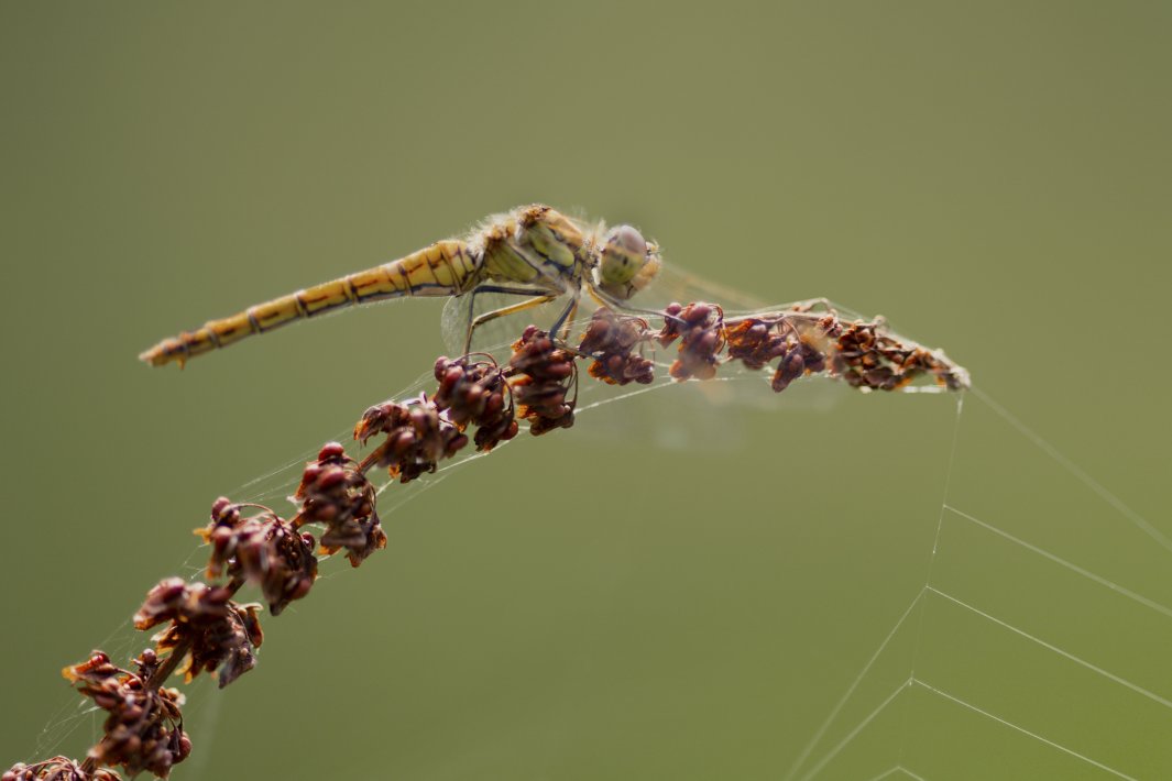 A-yellow-dragonfly-on-a-red-branch.jpg