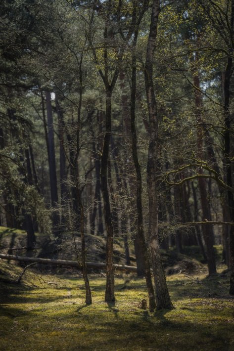 bomen-met-prachtig-licht.jpg