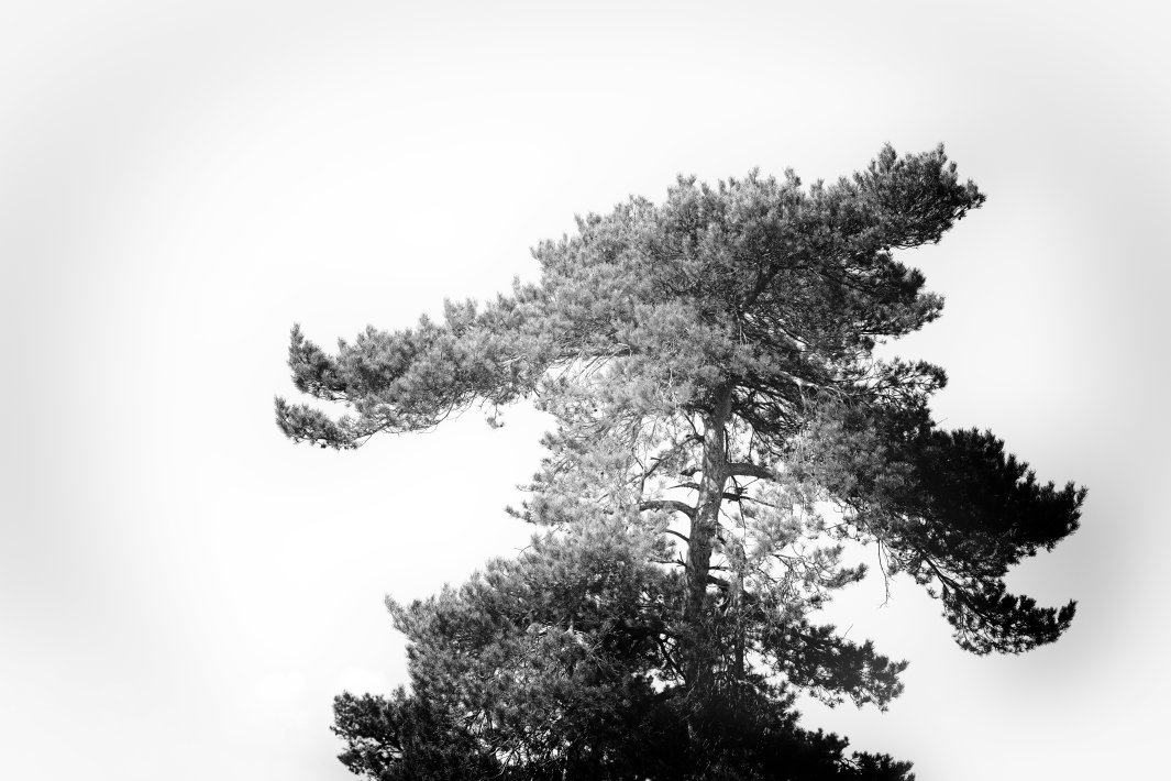 boom-in-zwart-wit.jpg