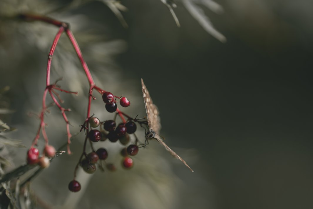 Butterfly-on-a-branch-with-red-berries.jpg