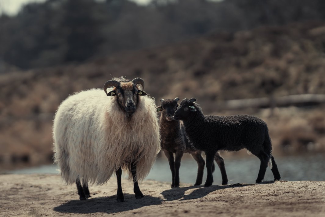 schaap-met-lammetjes.jpg