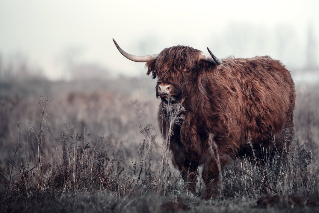 schotse-hooglander-in-de-natuur.jpg