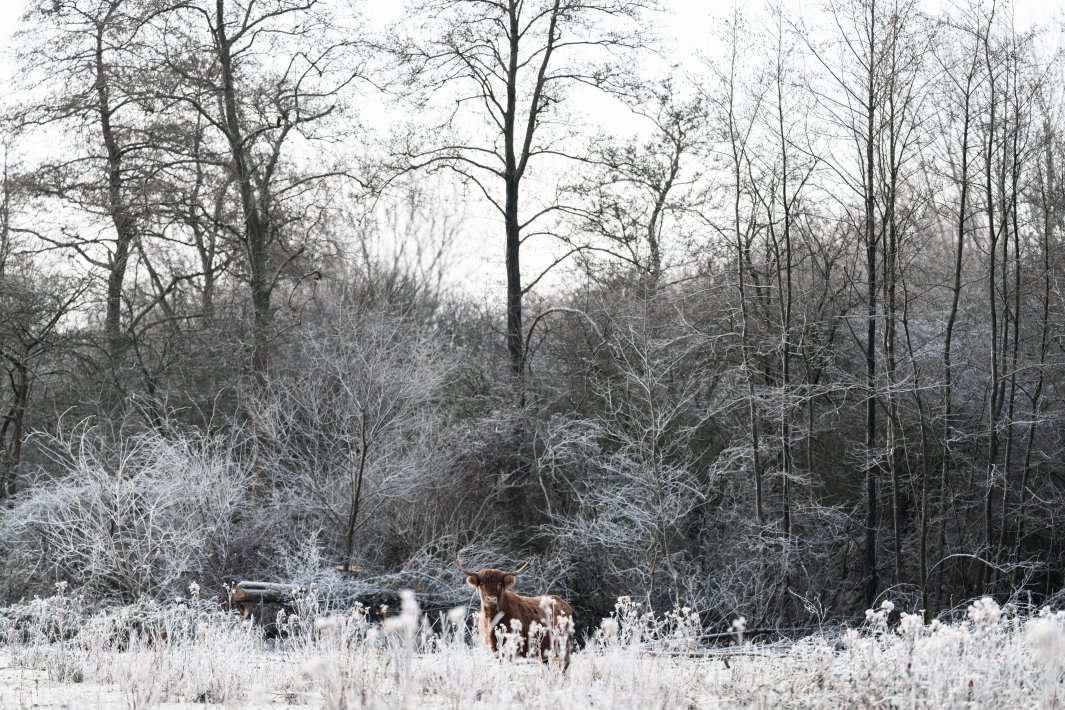 schotse-hooglander-in-de-sneeuw.jpg