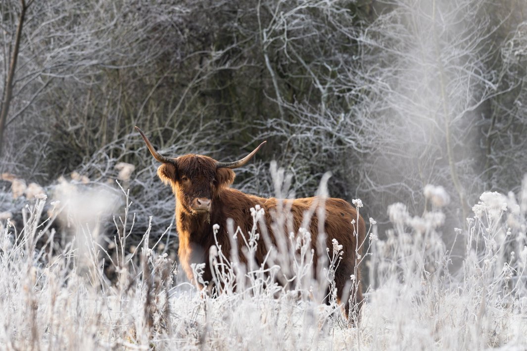 schotse-hooglander-in-sneeuw-van-dichtbij.jpg