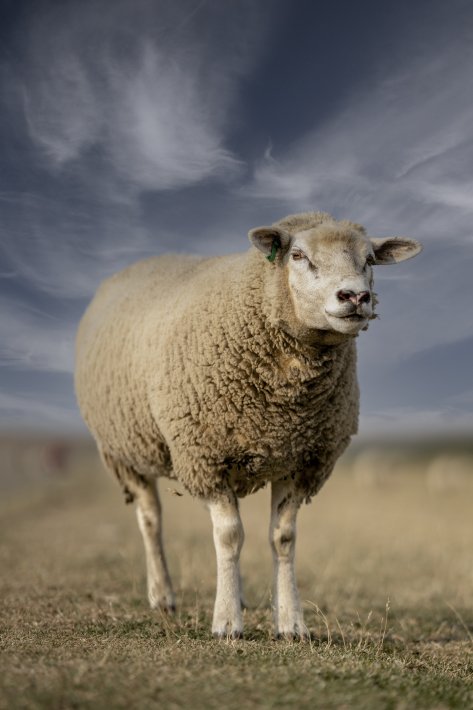 Sheep-portrait-in-the-meadow.jpg