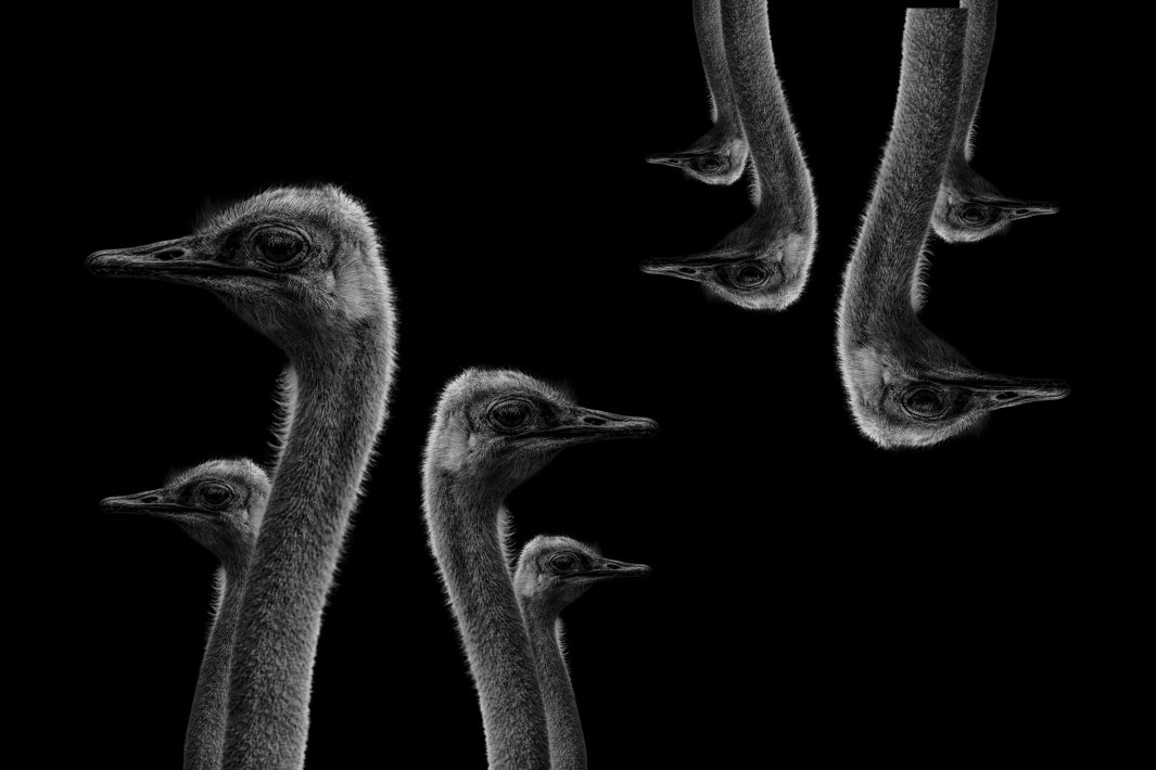 struisvogel-zwartwit-1.jpg