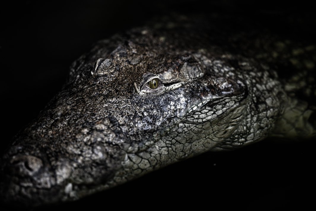 The-portrait-of-a-crocodile.jpg