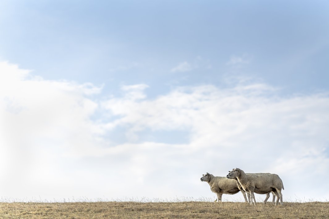 three-sheep-and-a-bird.jpg