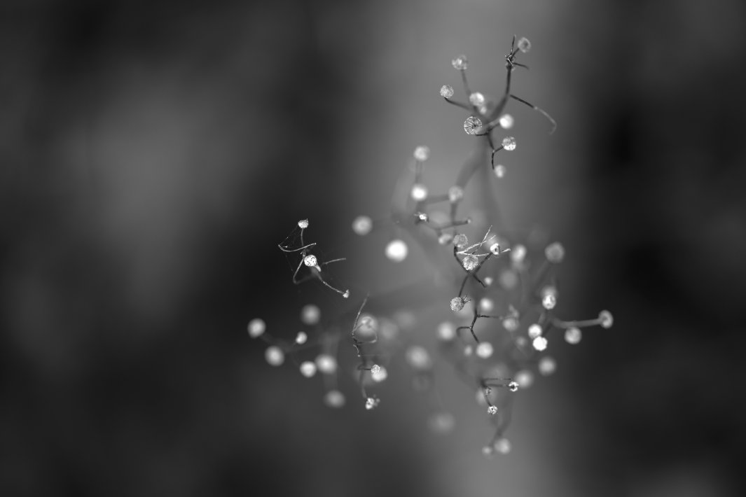 a-minimalism-plant-in-black-and-white.jpg