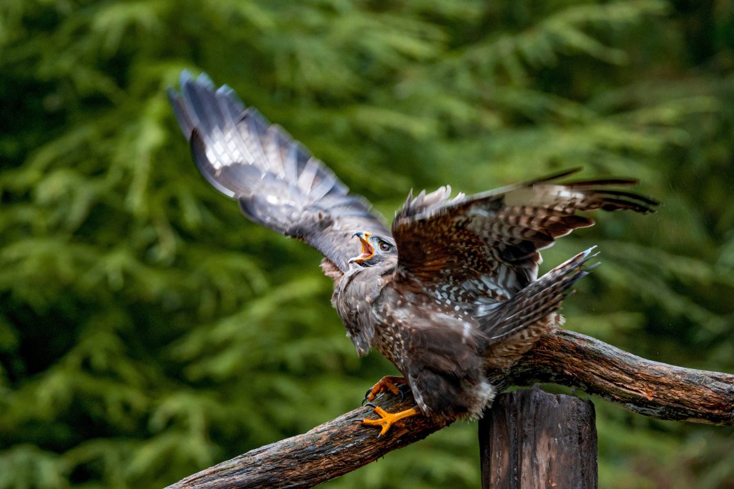 buizerd_DSC1525.jpg