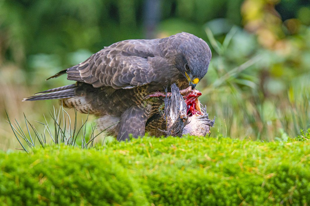 buizerd_DSC1956.jpg