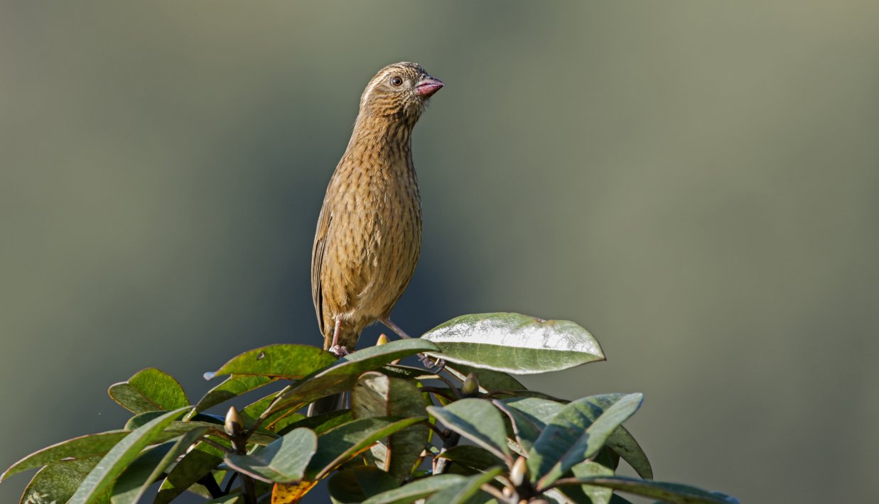 NIS_BIA_00103754