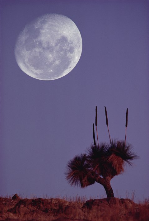 NIS_MP_10004459