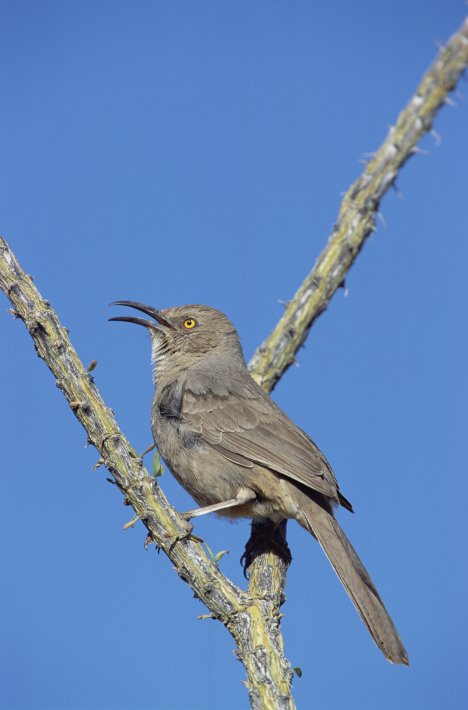 NIS_MP_10008084