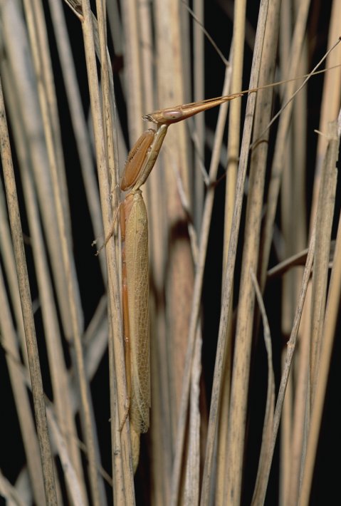 NIS_MP_10008824