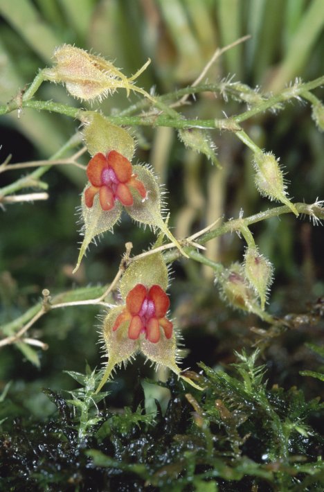 NIS_MP_10016726