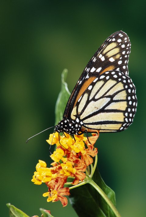 NIS_MP_10016790