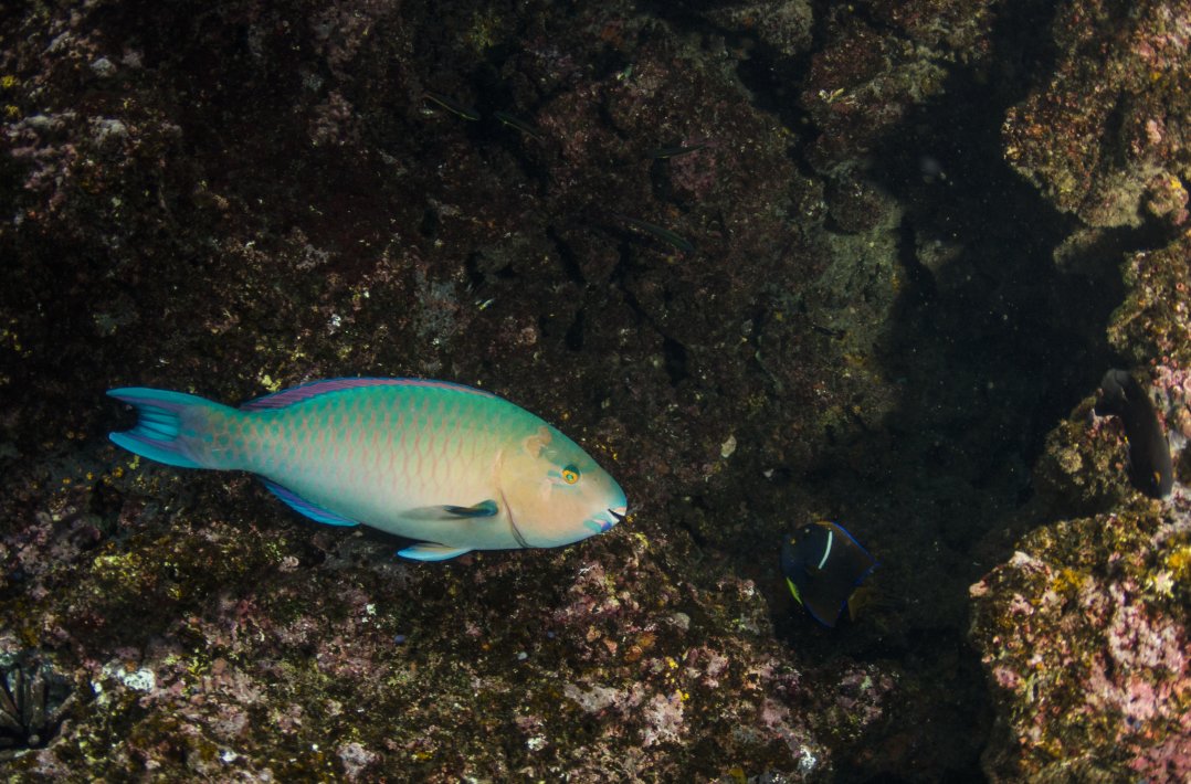 NIS_MP_10112970