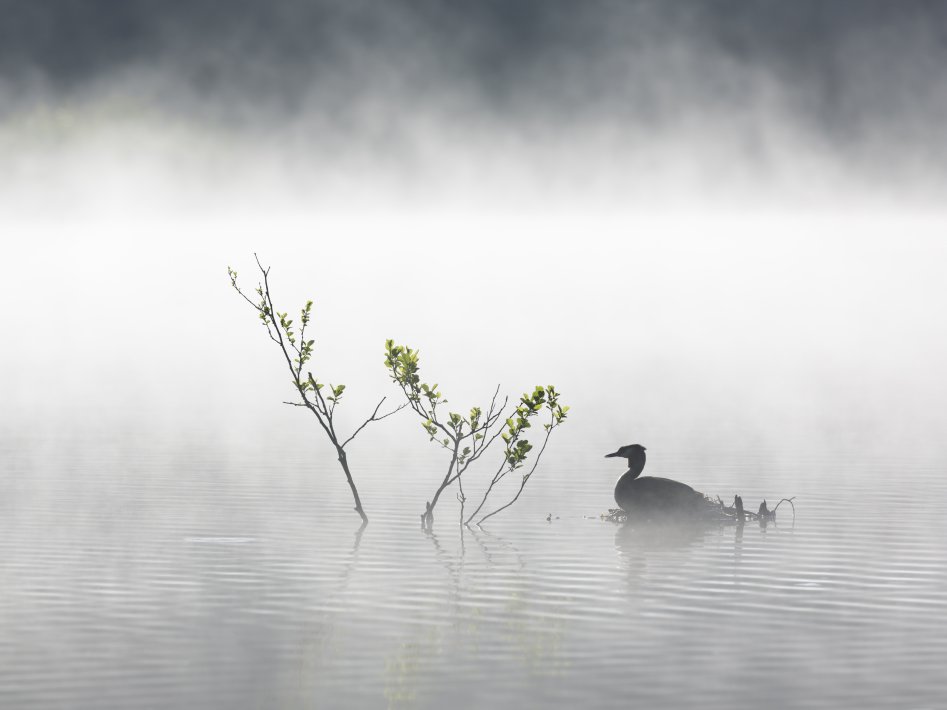 NIS_00073464