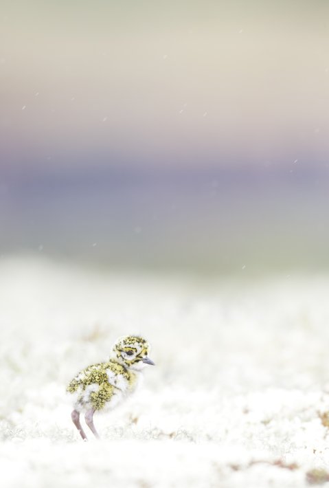 NIS_00075153
